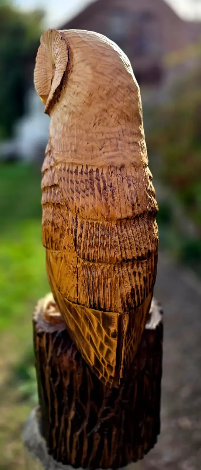Sasha the Barn Owl view 2
