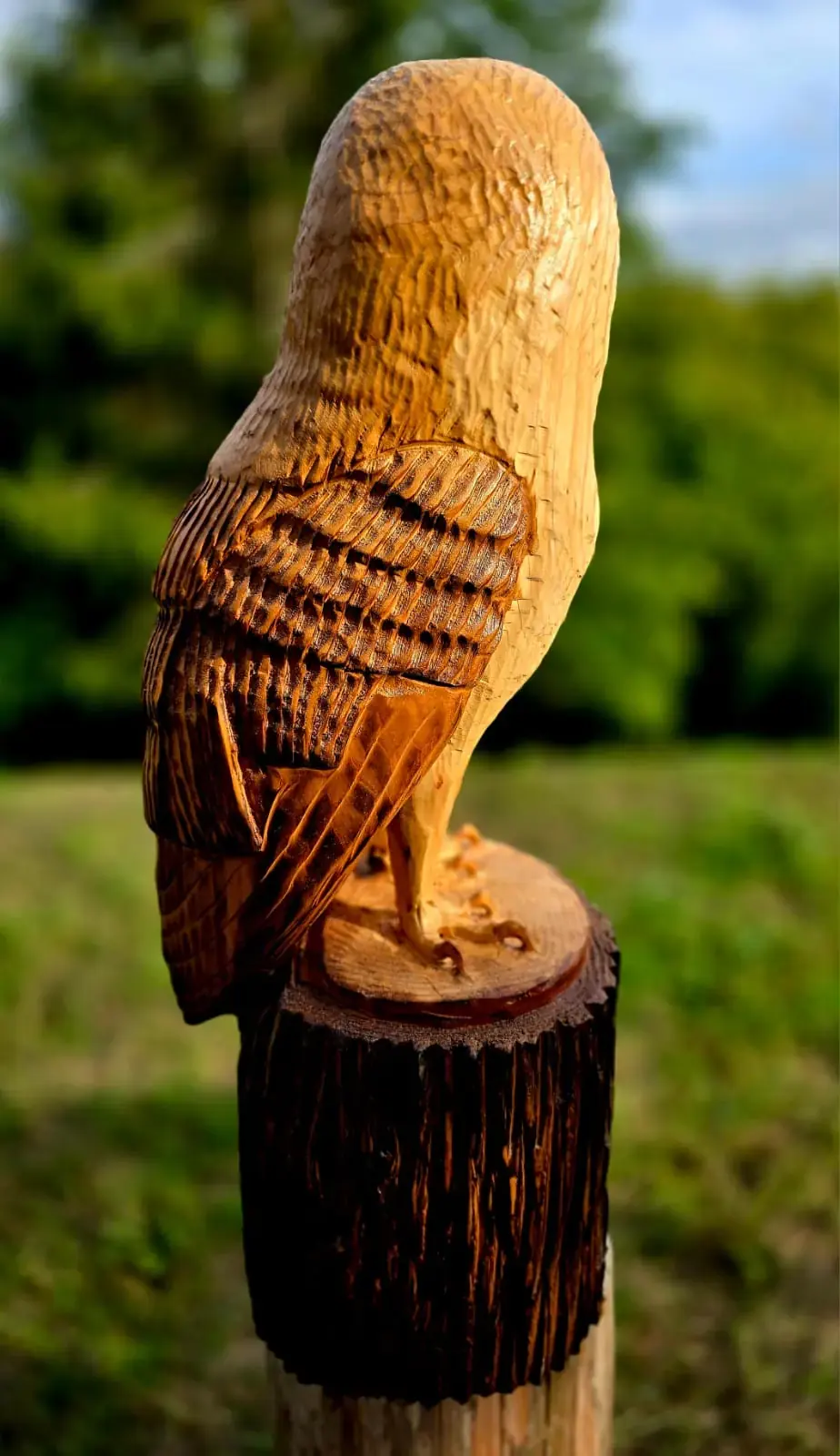 Sasha the Barn Owl view 3