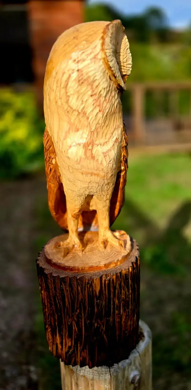 Sasha the Barn Owl view 4