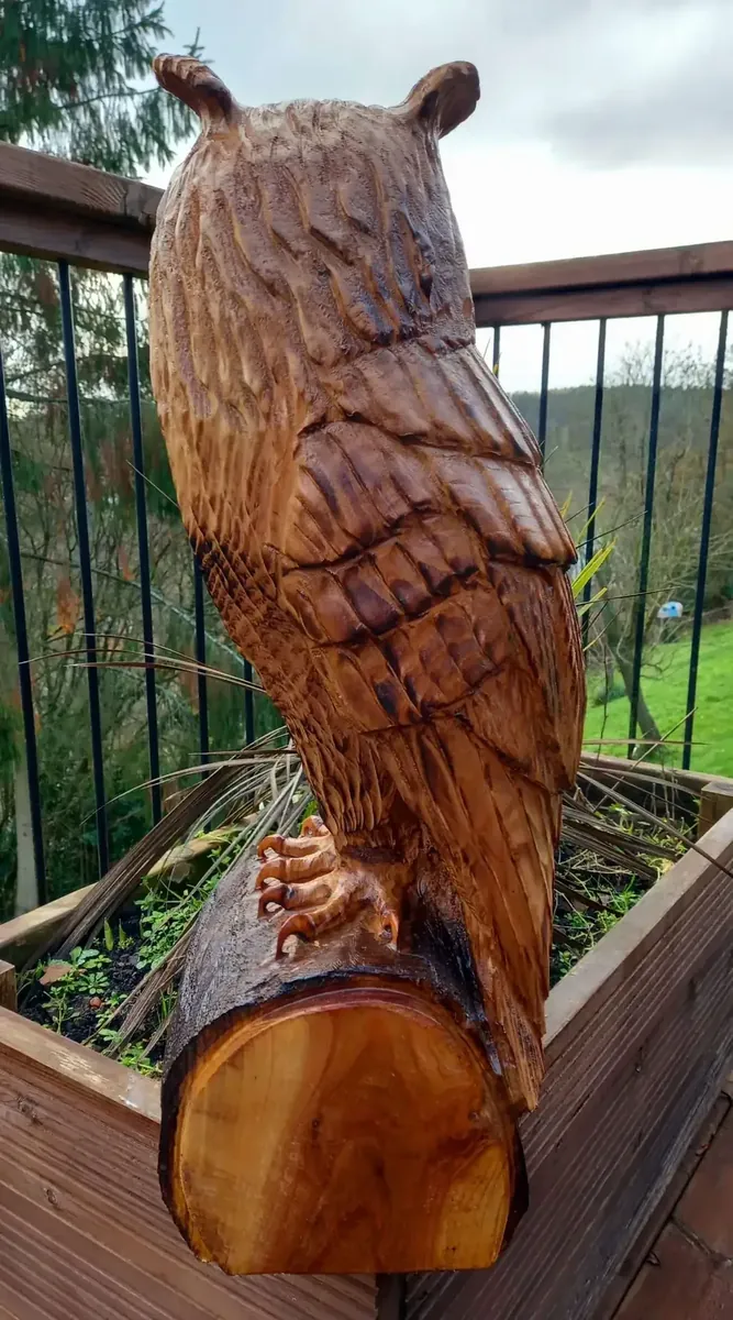 Toby the Long Eared Owl view 3