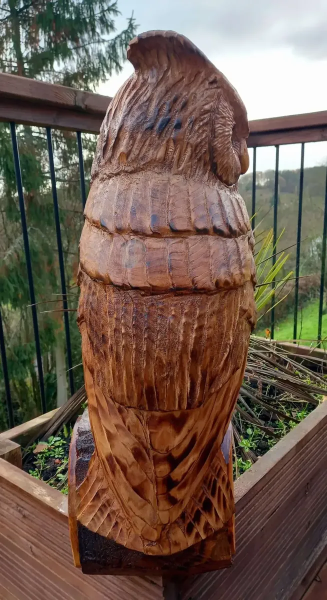 Toby the Long Eared Owl view 4