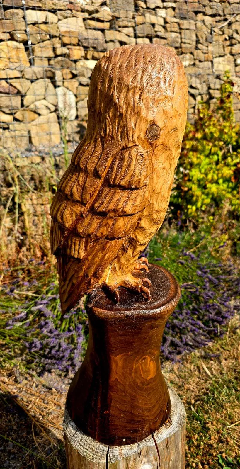 Twix the Barn Owl view 3