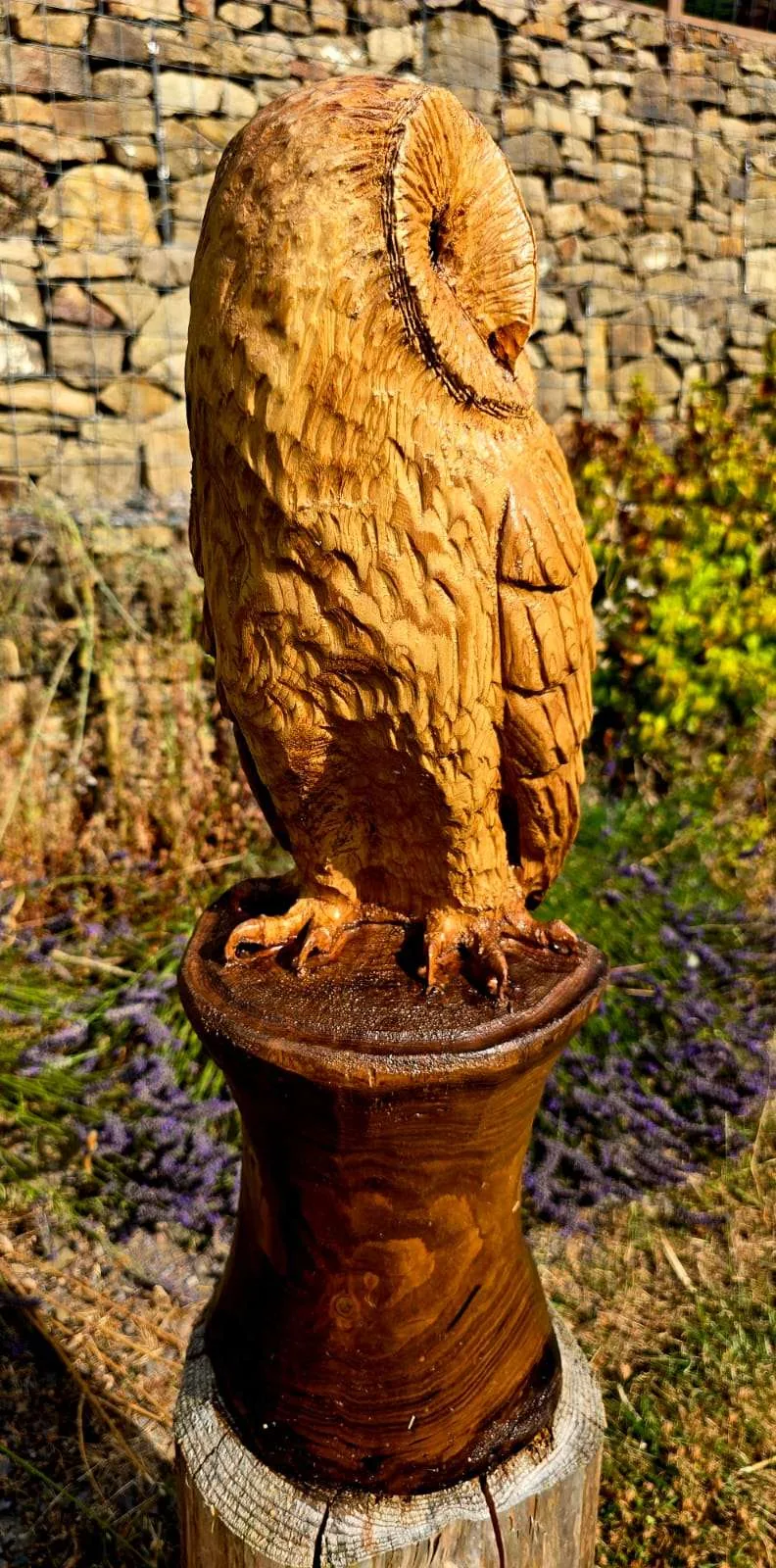 Twix the Barn Owl view 4